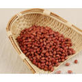 Groundnut Seeds Peanut Or Cashew Manufactory